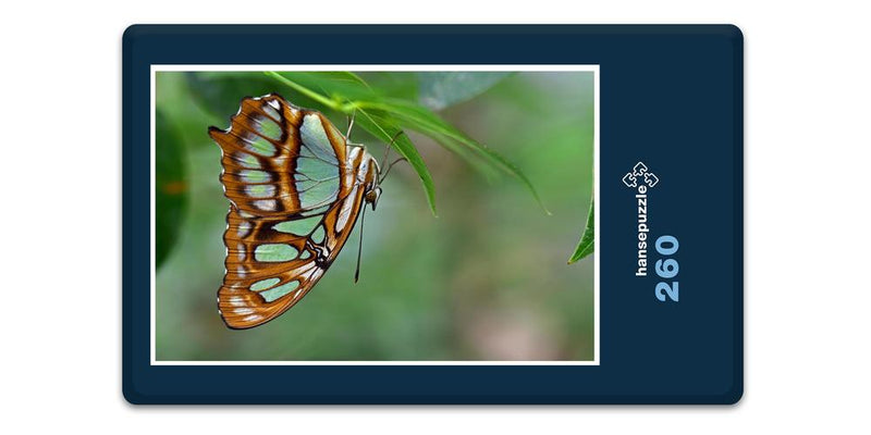 16556 Tierwelt - Schmetterling