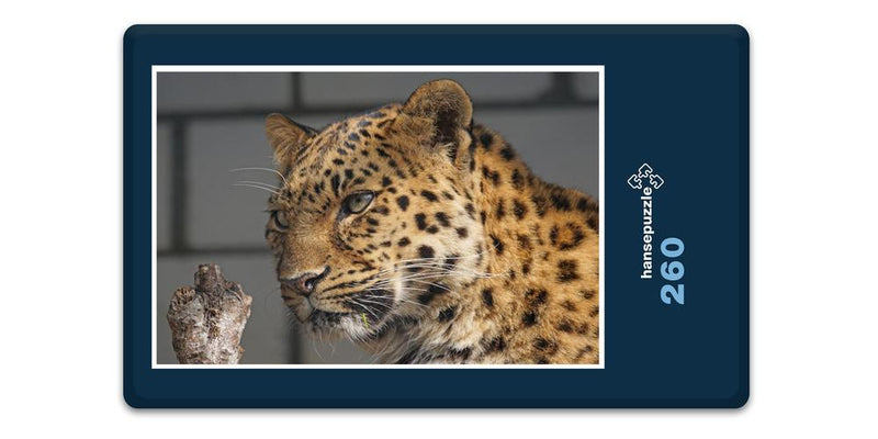 13584 Tierwelt - Leopard