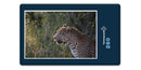 13592 Tierwelt - Leopard