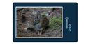 12278 Tierwelt - Wald-Hase