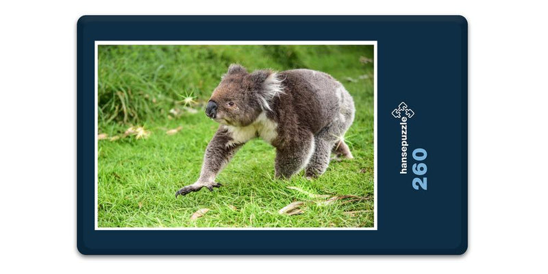 16308 Tierwelt - Koala-Bär