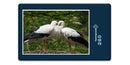 19446 Tierwelt - Storch im Nest