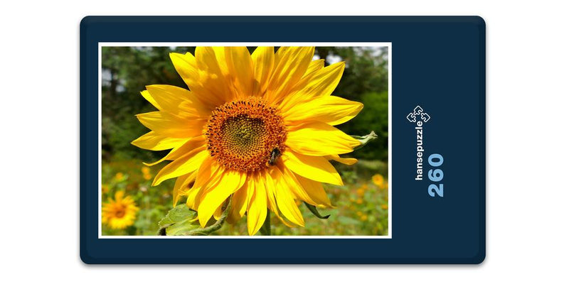 13488 Natur - Sonnenblume