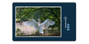 10602 Tierwelt - Schwan