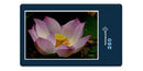 19356 Natur - lotusblume