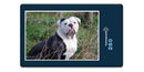 19070 Tierwelt - Englische Bulldogge