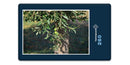 11978 Natur - Oliven-Baum