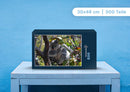 96805 Tierwelt - Koala