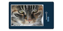 12271 Tierwelt - Katzen-Gesicht