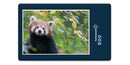 18868 Tierwelt - Roter Panda