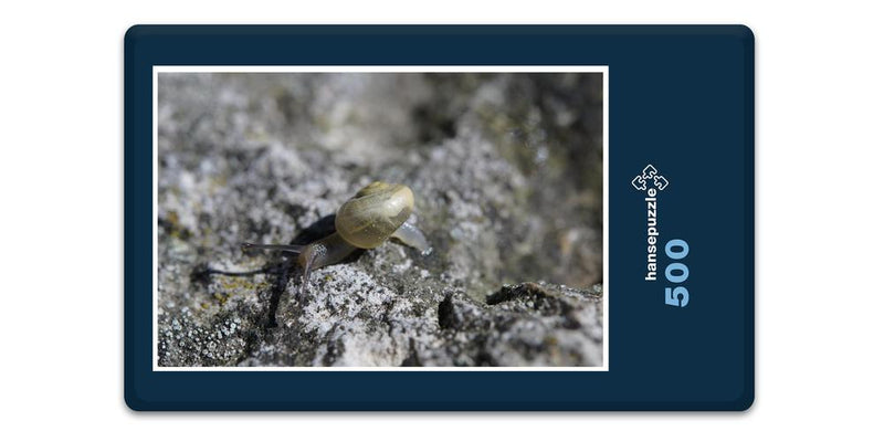 11700 Tierwelt - Schnecke