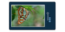 16557 Tierwelt - Schmetterling