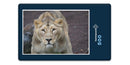 18793 Tierwelt - Löwe