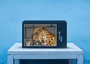 74520 Tierwelt - Leopard