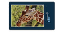 18909 Tierwelt - Giraffe