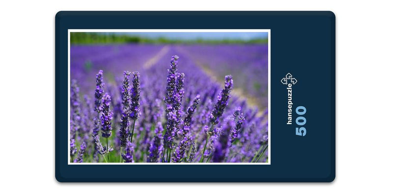 16381 Natur - Lavendel