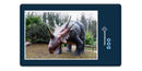 11380 Orte - Styracosaurus