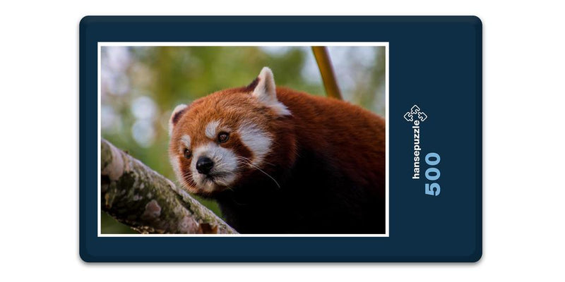 16836 Tierwelt - Roter Panda