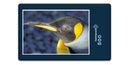 12040 Tierwelt - Königspinguin