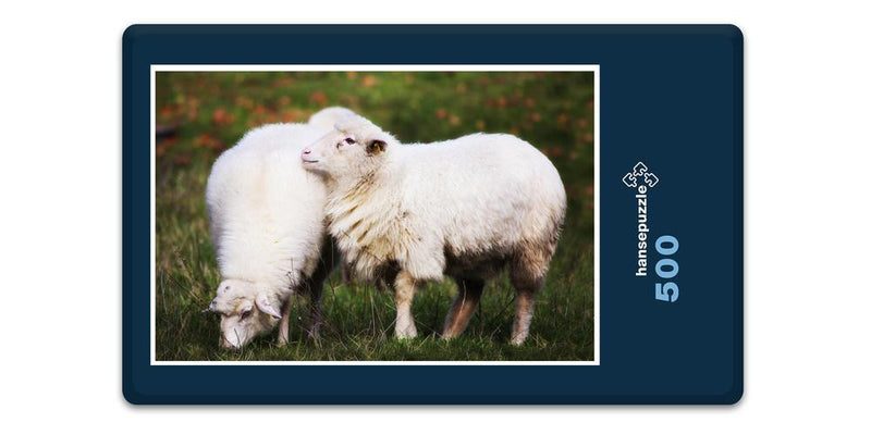 11956 Tierwelt - Schafe auf Weide