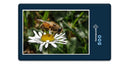 15499 Natur - Biene