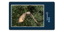 16636 Tierwelt - Eule im Flug