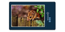 16689 Tierwelt - Kleiner Nager