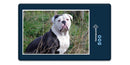 19071 Tierwelt - Englische Bulldogge