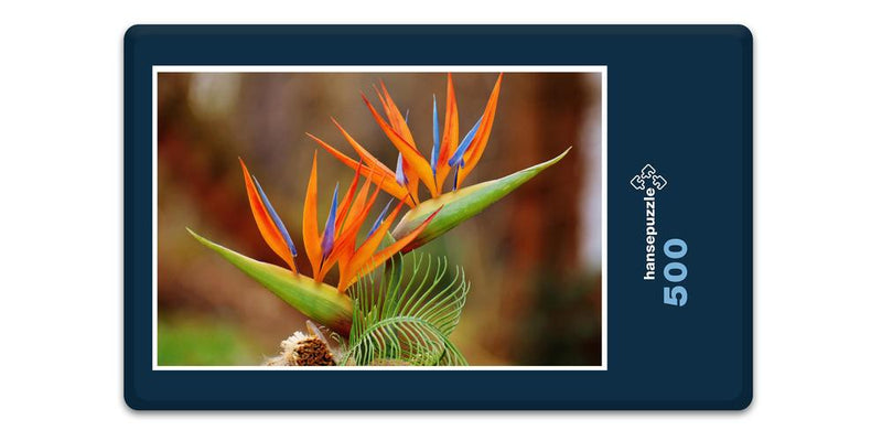 16501 Natur - Bird of Paradise