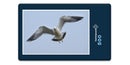 15541 Tierwelt - Möwe im Flug