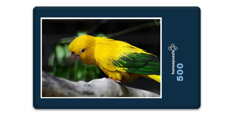 14317 Tierwelt - Golden Conure