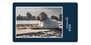 16607 Tierwelt - Hund am Strand
