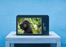 70822 Tierwelt - Gorilla