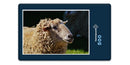 16273 Tierwelt - Schaf