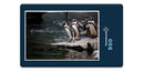 15997 Tierwelt - Pinguin