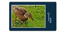 16831 Tierwelt - Ente auf Wiese