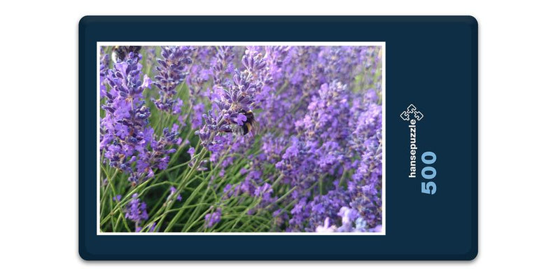 15407 Natur - Hummel im Lavendel