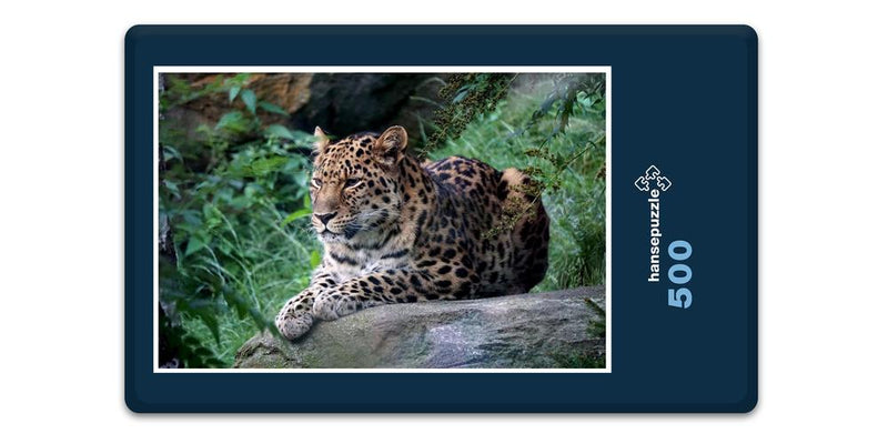 13605 Tierwelt - Leopard