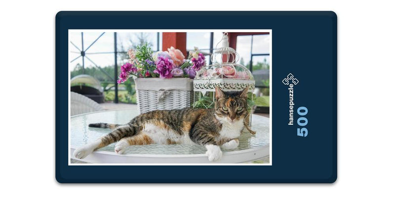 16481 Tierwelt - Katze