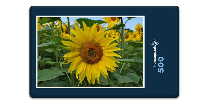 15411 Natur - Sonnenblume