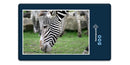 10306 Natur - Zebra