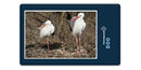 16699 Tierwelt - Storch-Familie