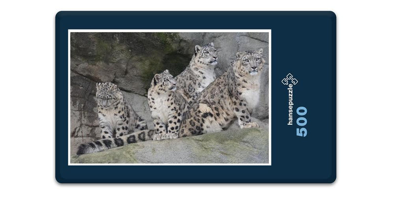 13609 Tierwelt - Leoparden Familie