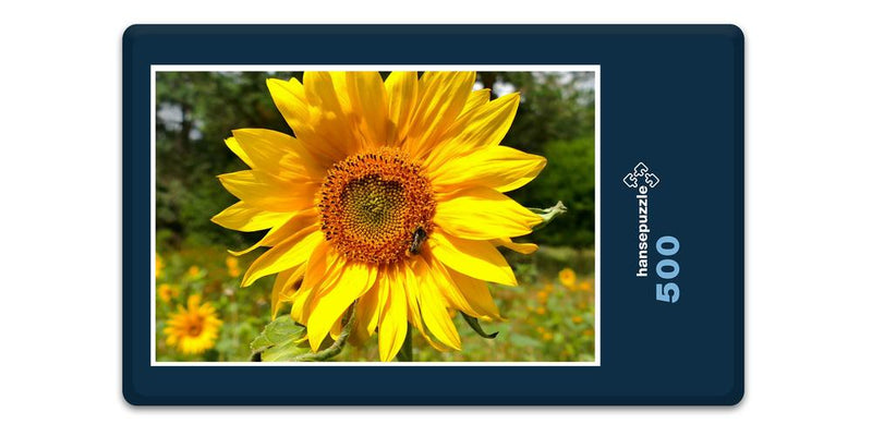 13489 Natur - Sonnenblume