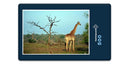 10378 Natur - Giraffe