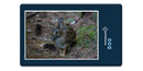 12279 Tierwelt - Wald-Hase