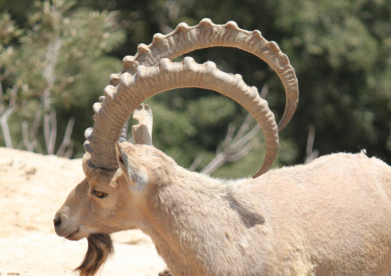 82646 Natur - Steinbock