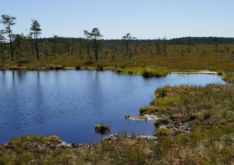 18372 Natur - Tundra