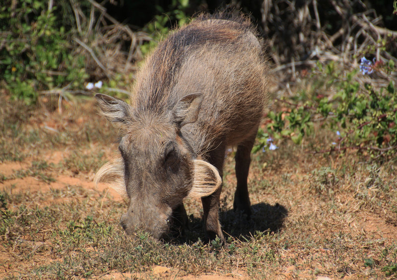 76244 Tierwelt - Warzenschwein