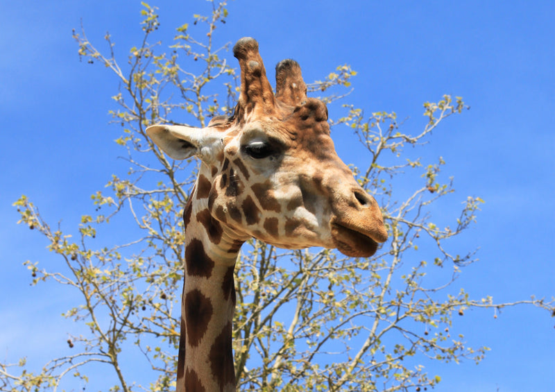 78475 Natur - Giraffe